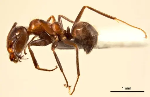 Iridomyrmex chasei - ANTWEB1008641