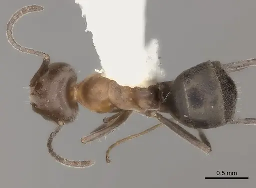 Iridomyrmex chasei - CASENT0217414
