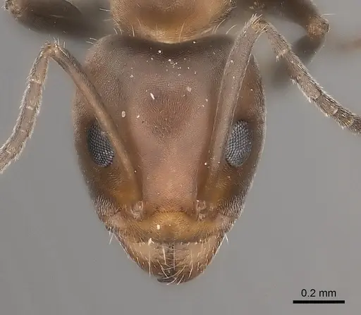 Iridomyrmex chasei - CASENT0217414