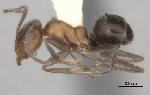 Iridomyrmex chasei - CASENT0217414
