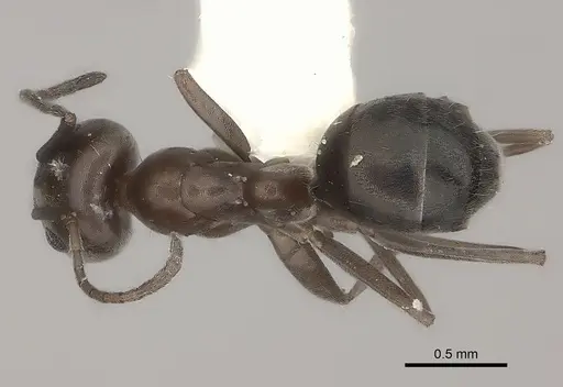 Iridomyrmex chasei - CASENT0217415