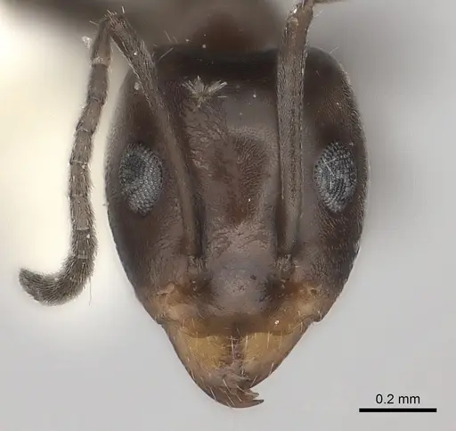 Iridomyrmex chasei - CASENT0217415