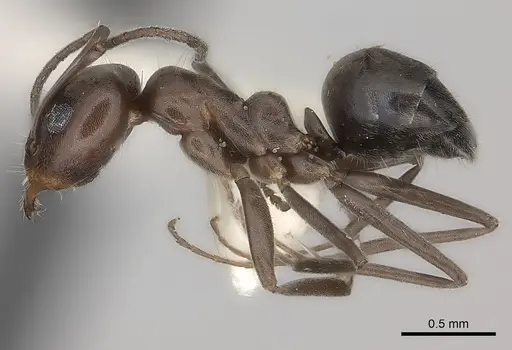 Iridomyrmex chasei - CASENT0217415