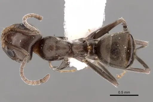 Iridomyrmex chasei - CASENT0249730