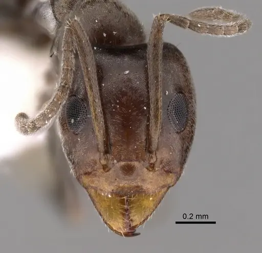 Iridomyrmex chasei - CASENT0249730