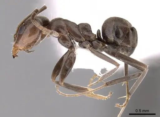 Iridomyrmex chasei - CASENT0249730