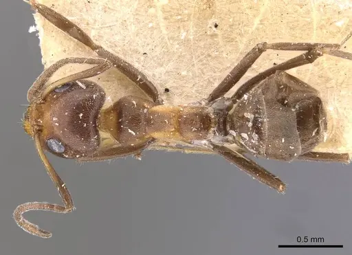 Iridomyrmex chasei - CASENT0909508