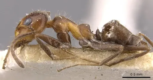 Iridomyrmex chasei - CASENT0909508