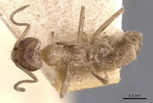 Iridomyrmex chasei - CASENT0909509