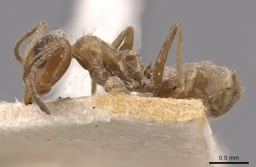 Iridomyrmex chasei - CASENT0909509