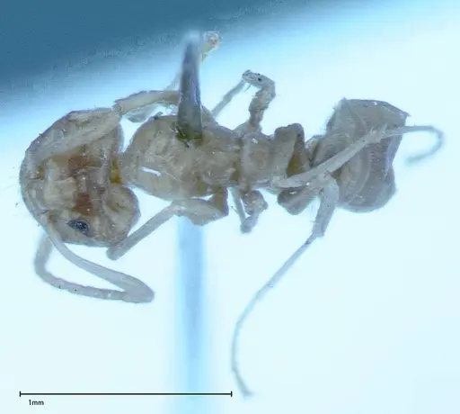Iridomyrmex chasei - FOCOL0021