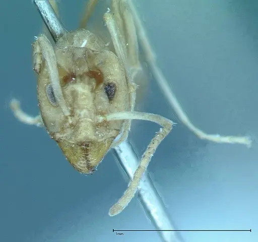 Iridomyrmex chasei - FOCOL0021