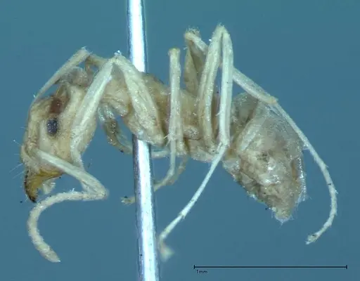 Iridomyrmex chasei - FOCOL0021