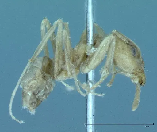 Iridomyrmex chasei - FOCOL0021