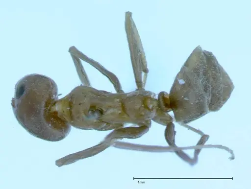 Iridomyrmex chasei - FOCOL0022