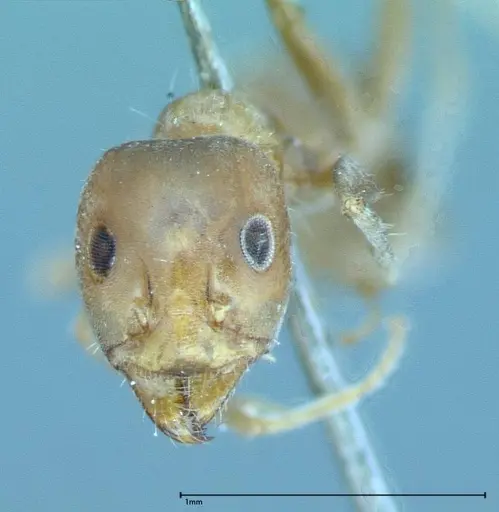 Iridomyrmex chasei - FOCOL0022