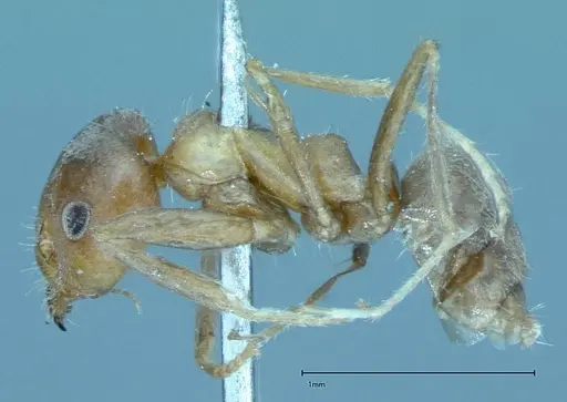 Iridomyrmex chasei - FOCOL0022