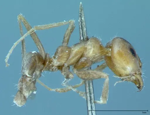 Iridomyrmex chasei - FOCOL0022