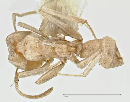 Iridomyrmex chasei - FOCOL2831