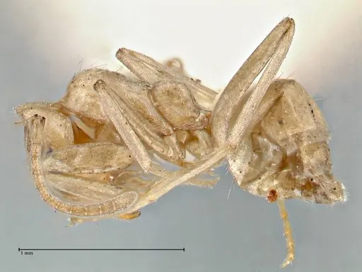 Iridomyrmex chasei - FOCOL2831