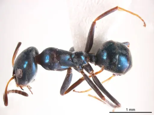 Iridomyrmex coeruleus specimen