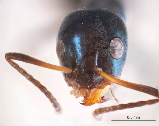 Iridomyrmex coeruleus specimen