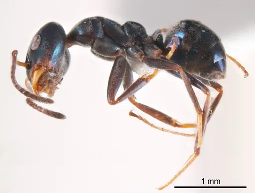 Iridomyrmex coeruleus specimen