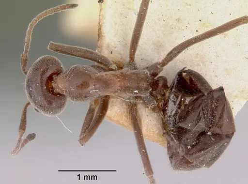 Iridomyrmex conifer specimen