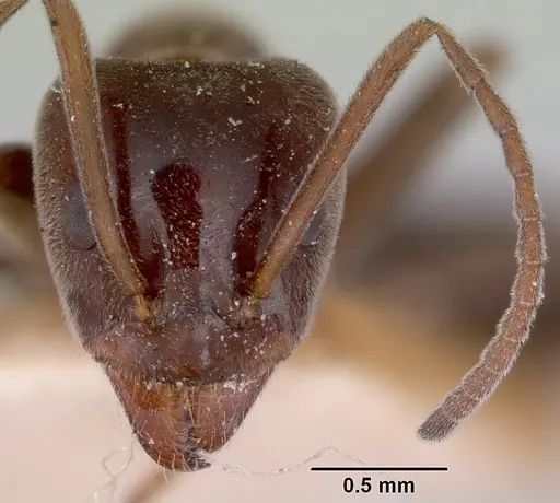 Iridomyrmex conifer specimen