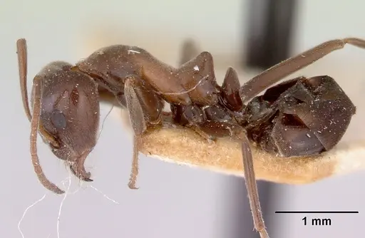 Iridomyrmex conifer specimen