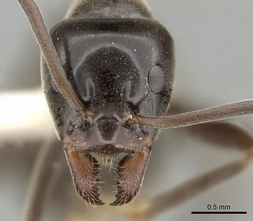 Iridomyrmex conifer - CASENT0249714