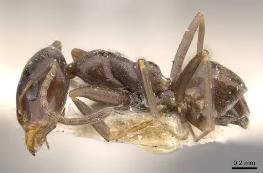 Iridomyrmex continentis specimen