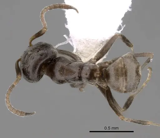 Iridomyrmex difficilis specimen