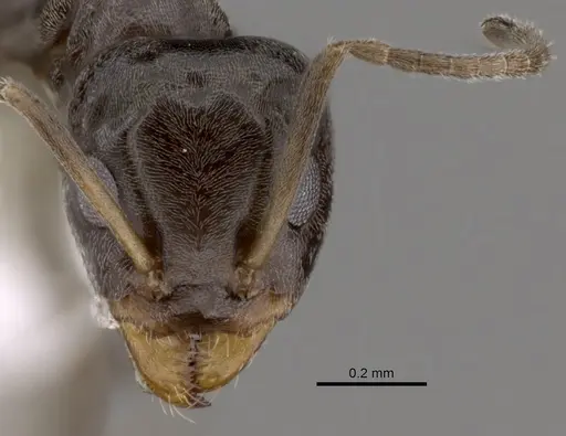Iridomyrmex difficilis specimen