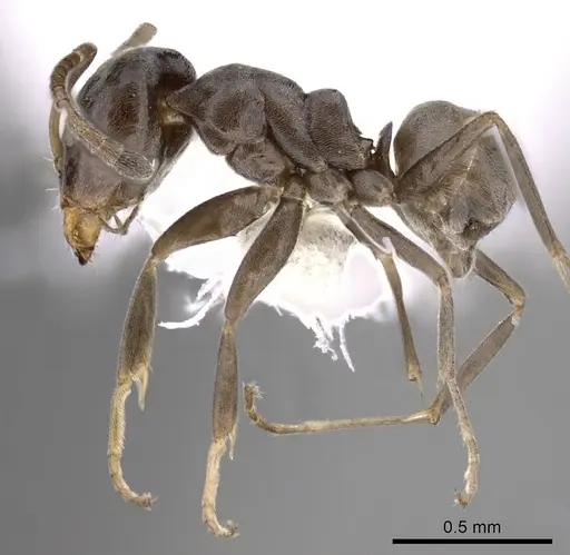 Iridomyrmex difficilis specimen