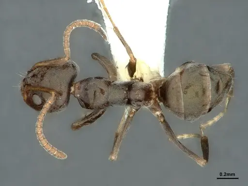 Iridomyrmex difficilis - CASENT0886055