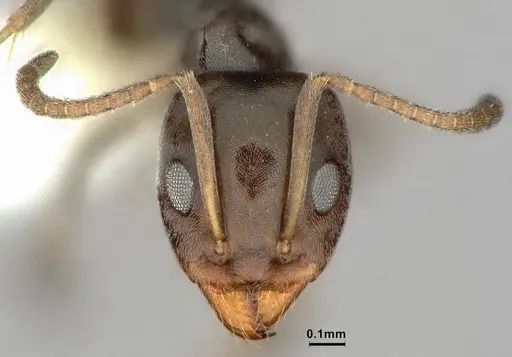 Iridomyrmex difficilis - CASENT0886055