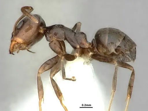 Iridomyrmex difficilis - CASENT0886055