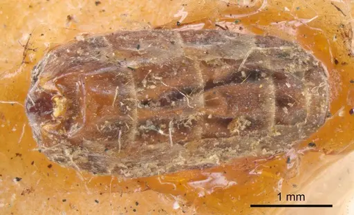 Iridomyrmex discors specimen