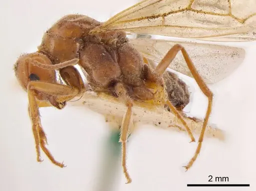 Iridomyrmex discors specimen