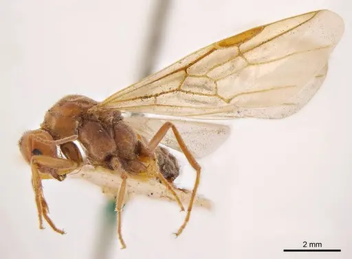 Iridomyrmex discors - ANTWEB1008191