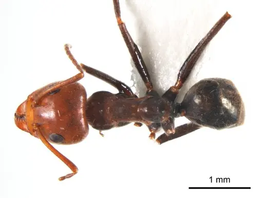 Iridomyrmex discors - ANTWEB1008643