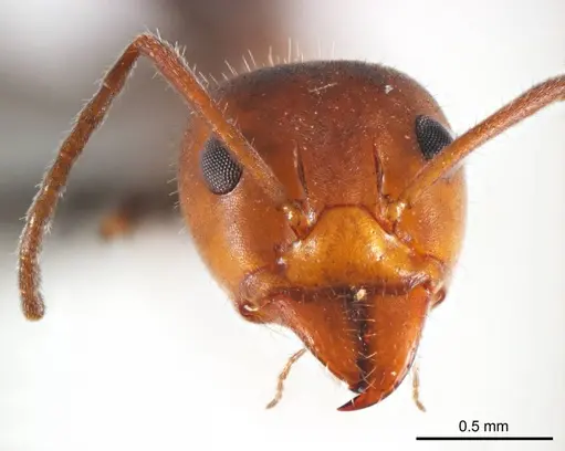 Iridomyrmex discors - ANTWEB1008643