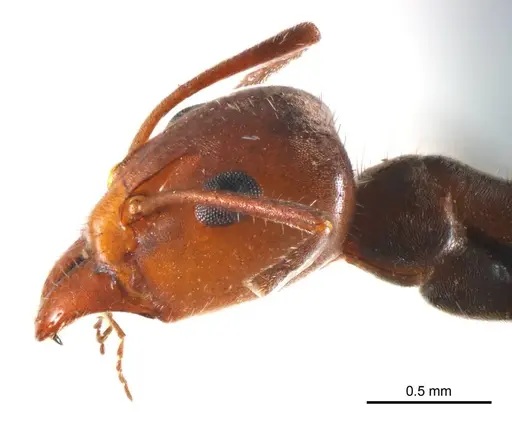 Iridomyrmex discors - ANTWEB1008643