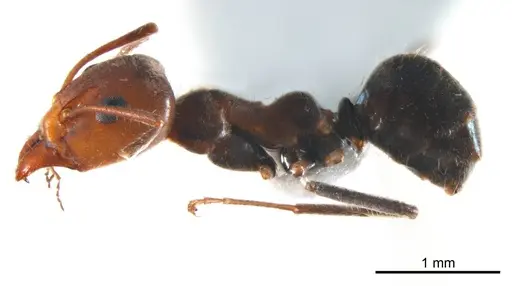 Iridomyrmex discors - ANTWEB1008643