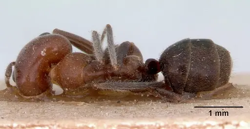 Iridomyrmex discors - CASENT0172047