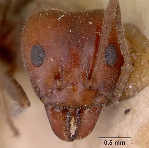 Iridomyrmex discors - CASENT0172047