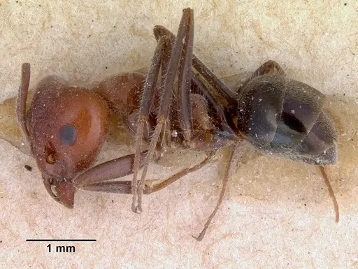 Iridomyrmex discors - CASENT0172047