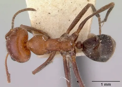 Iridomyrmex discors - CASENT0172053