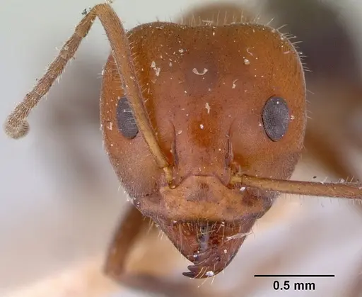 Iridomyrmex discors - CASENT0172053